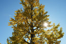 Sirui Prime Lenses Suniper F1.2 Asp-C Af