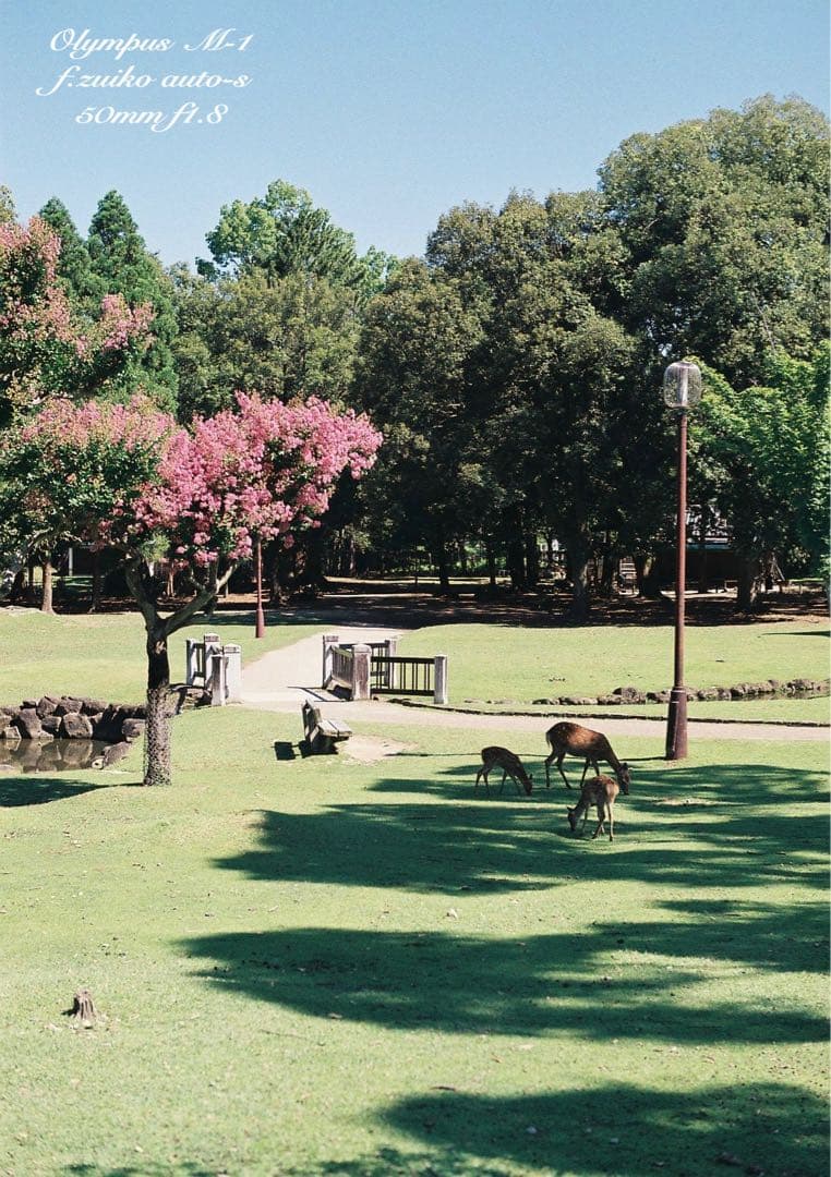 Olympus Slr Camera (Film) M-1 Om-1 &M F1.8