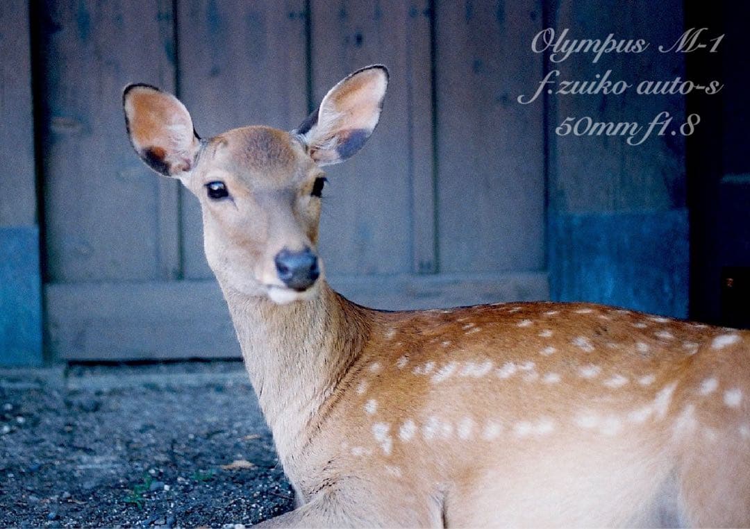 Olympus Slr Camera (Film) M-1 Om-1 &M F1.8