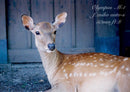 Olympus Slr Camera (Film) M-1 Om-1 &M F1.8